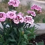 Luna 4 Person * Bribir (Primorje-Gorski Kotar)
