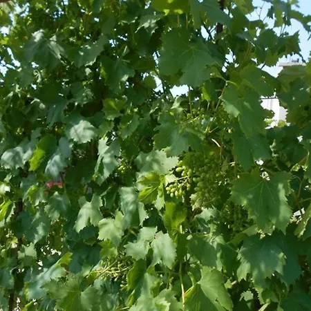 Appartement Luna 4 Person Bribir (Primorje-Gorski Kotar)