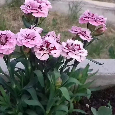 Luna 4 Person * Bribir (Primorje-Gorski Kotar)