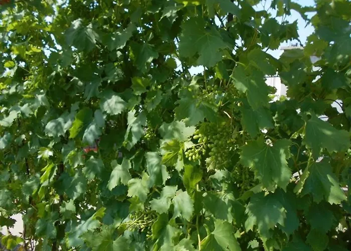 Διαμέρισμα Luna 4 Person Bribir (Primorje-Gorski Kotar)